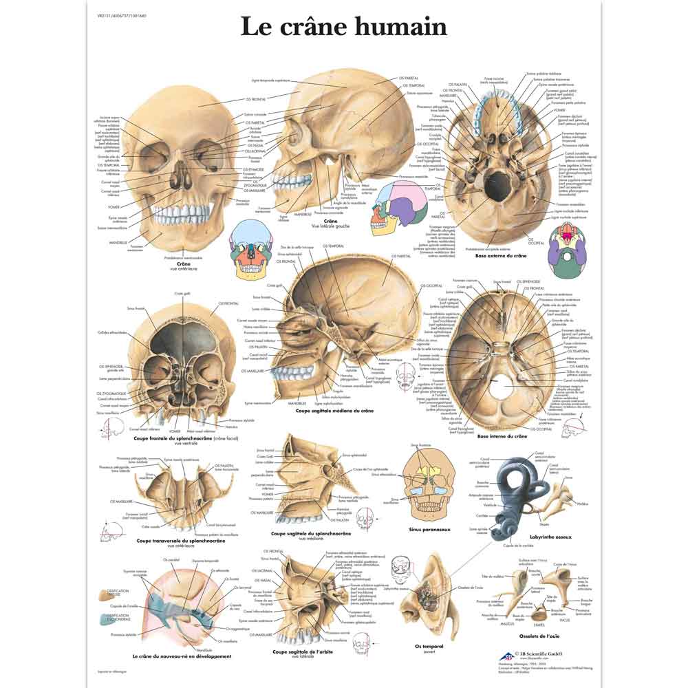 Tableau d'anatomie du crâne humain  par 3B Scientific - Laminé