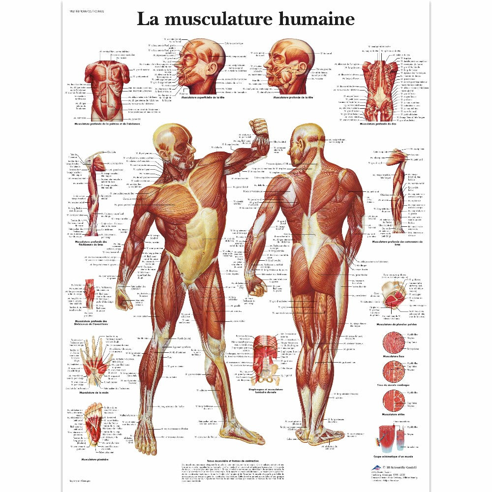 3B Scientific anatomy post muscle chart La musculature humaine