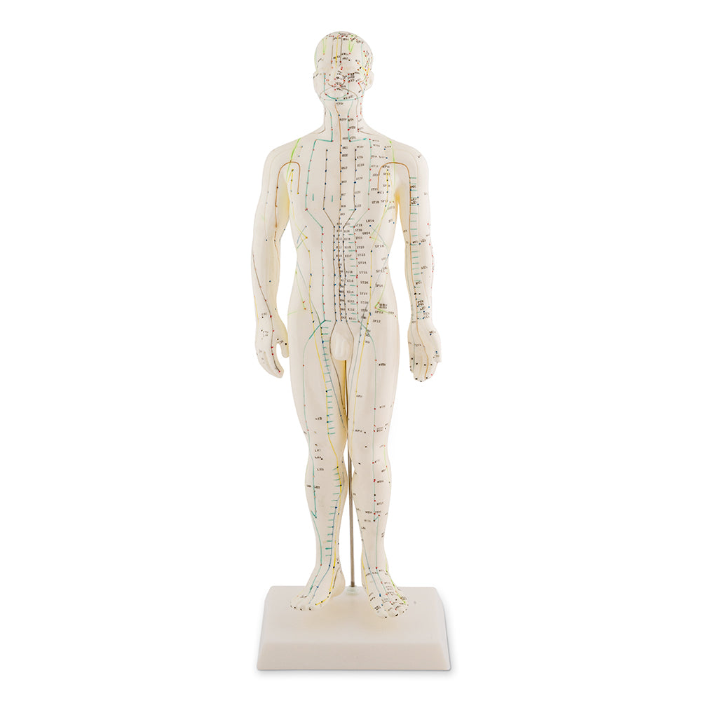 Male Acupuncture Model 50cm