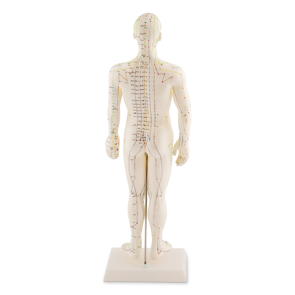 Male Acupuncture Model 50cm