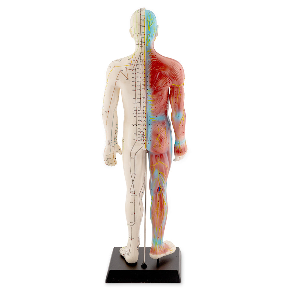 Male Acupuncture Model 55cm