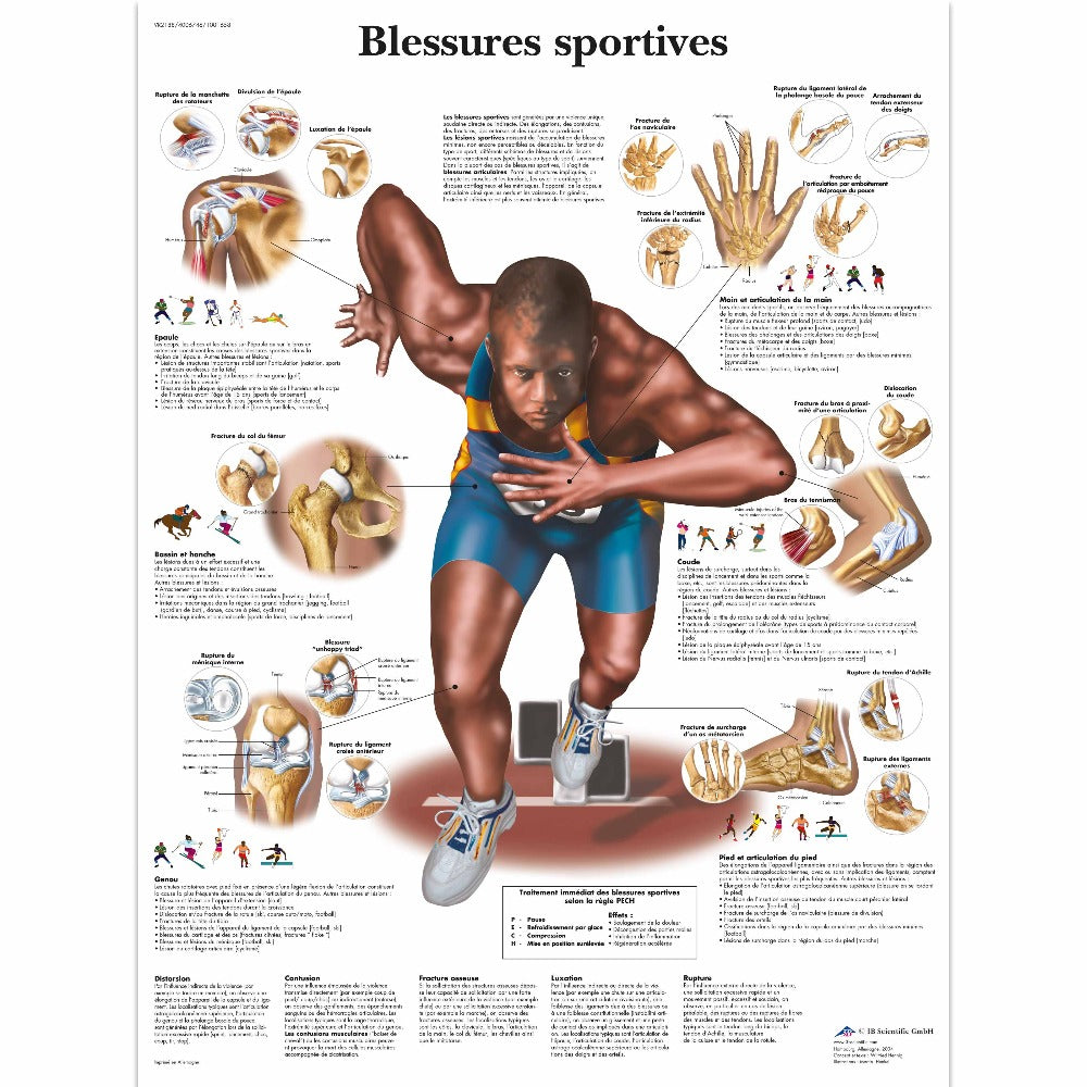 Tableau des blessures sportives, anglais laminé - par 3B Scientific