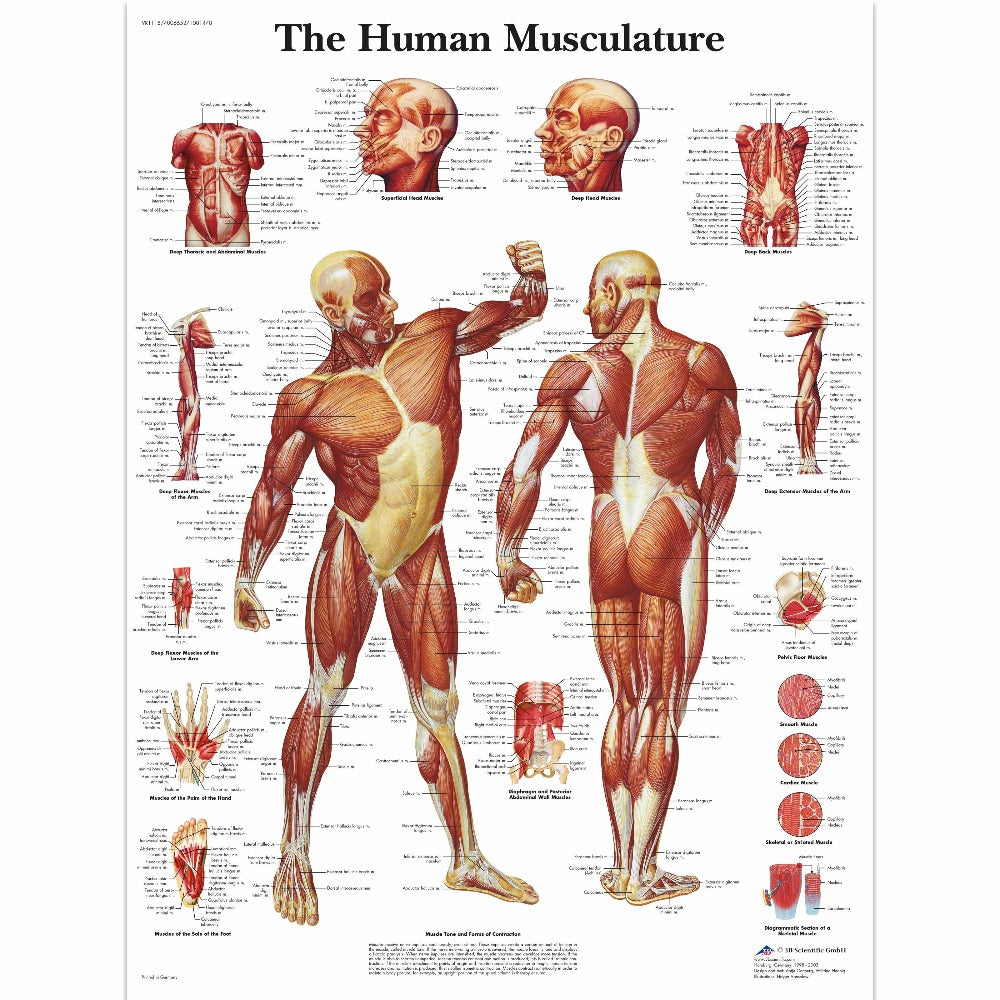 3B Scientific Human Muscle Chart, anatomy muscle chart