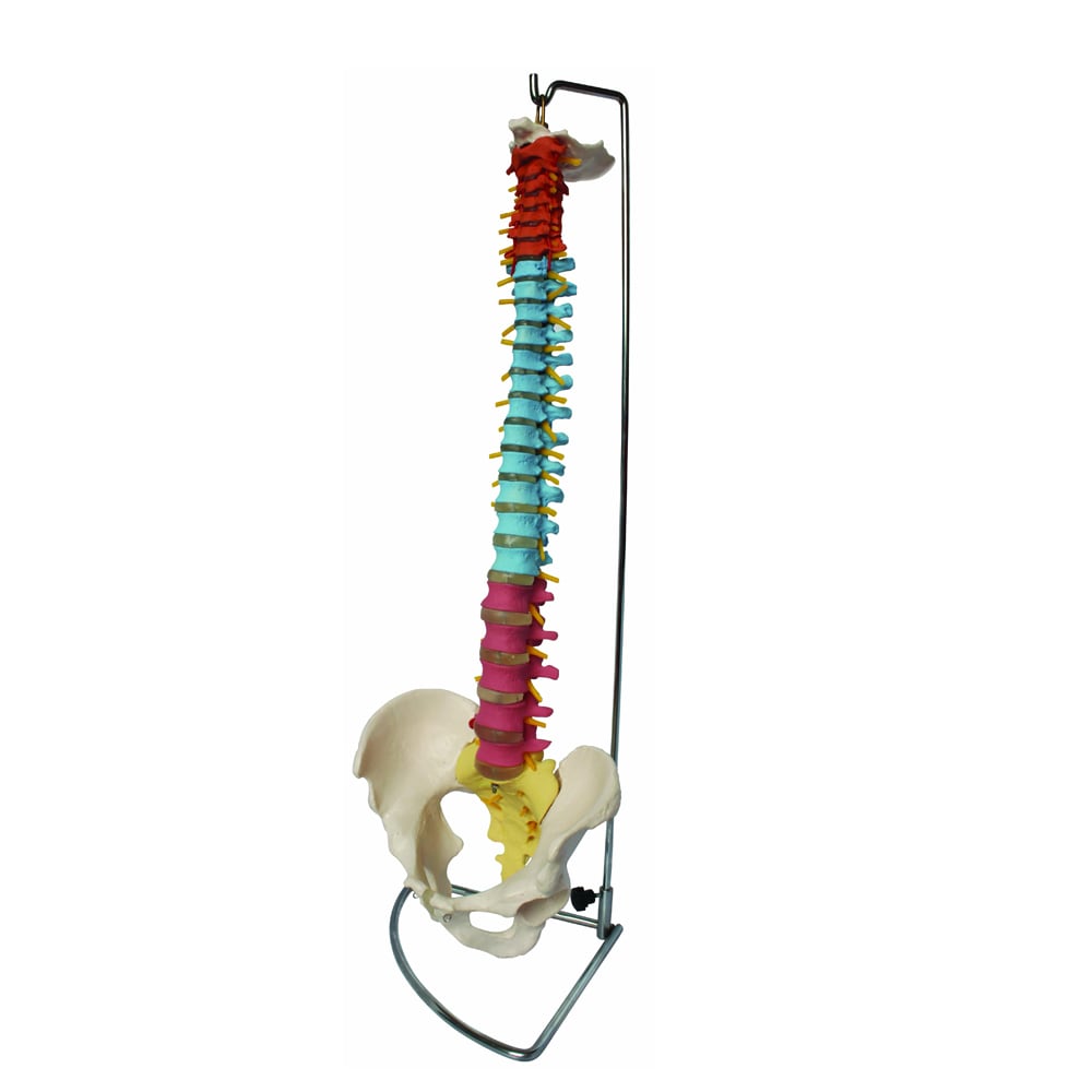 Life Size Fully Flexible Spinal Model