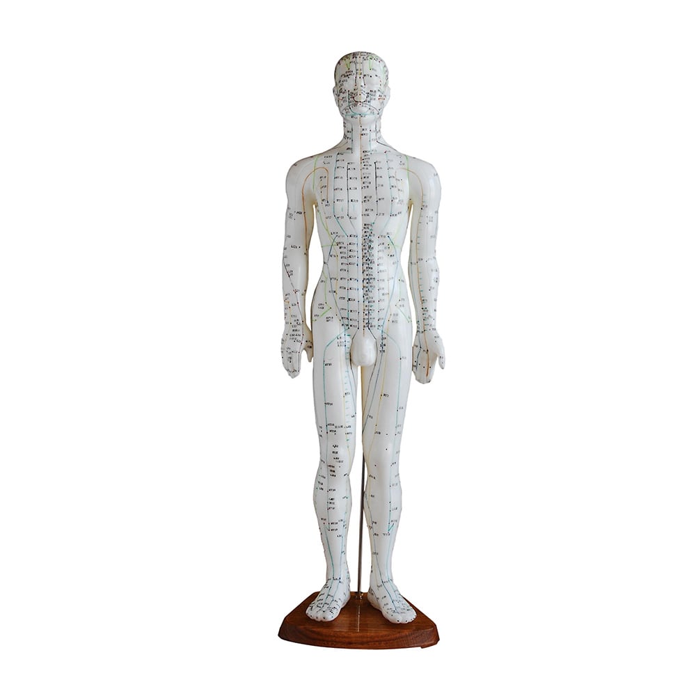 Male Acupuncture Model 60CM