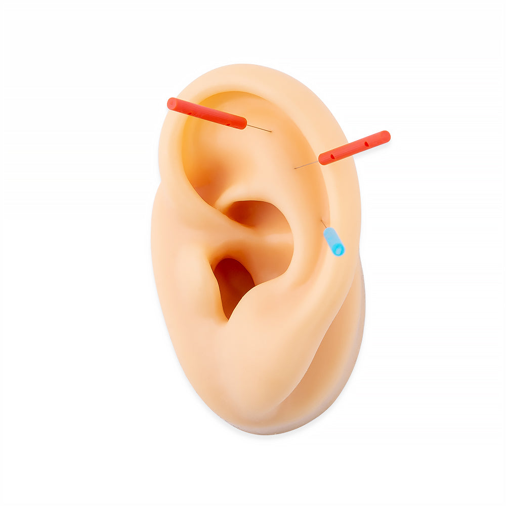 Life-size acupuncture ear model (Pair)