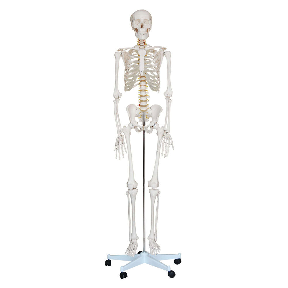 Life Size Skeleton (180cm)