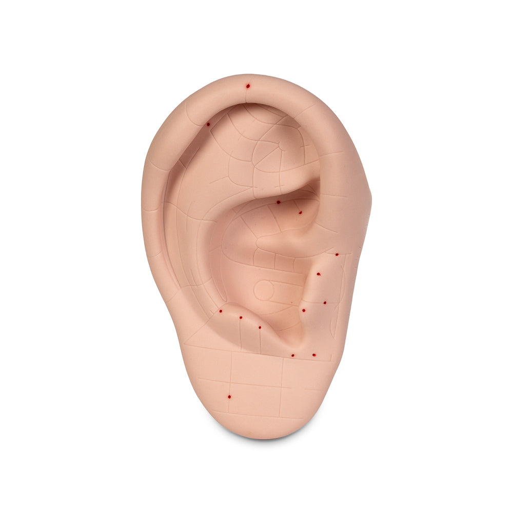Practice Ear Acupoint Model