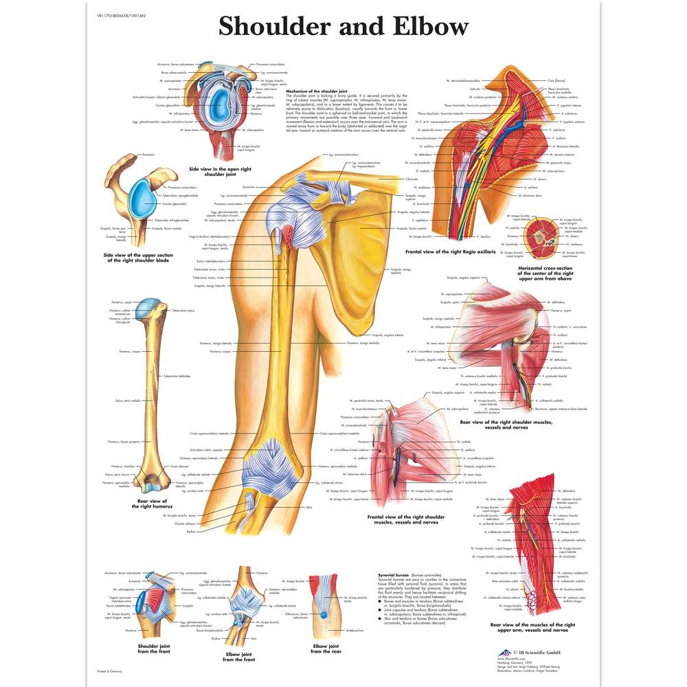 Shoulder and Elbow Chart