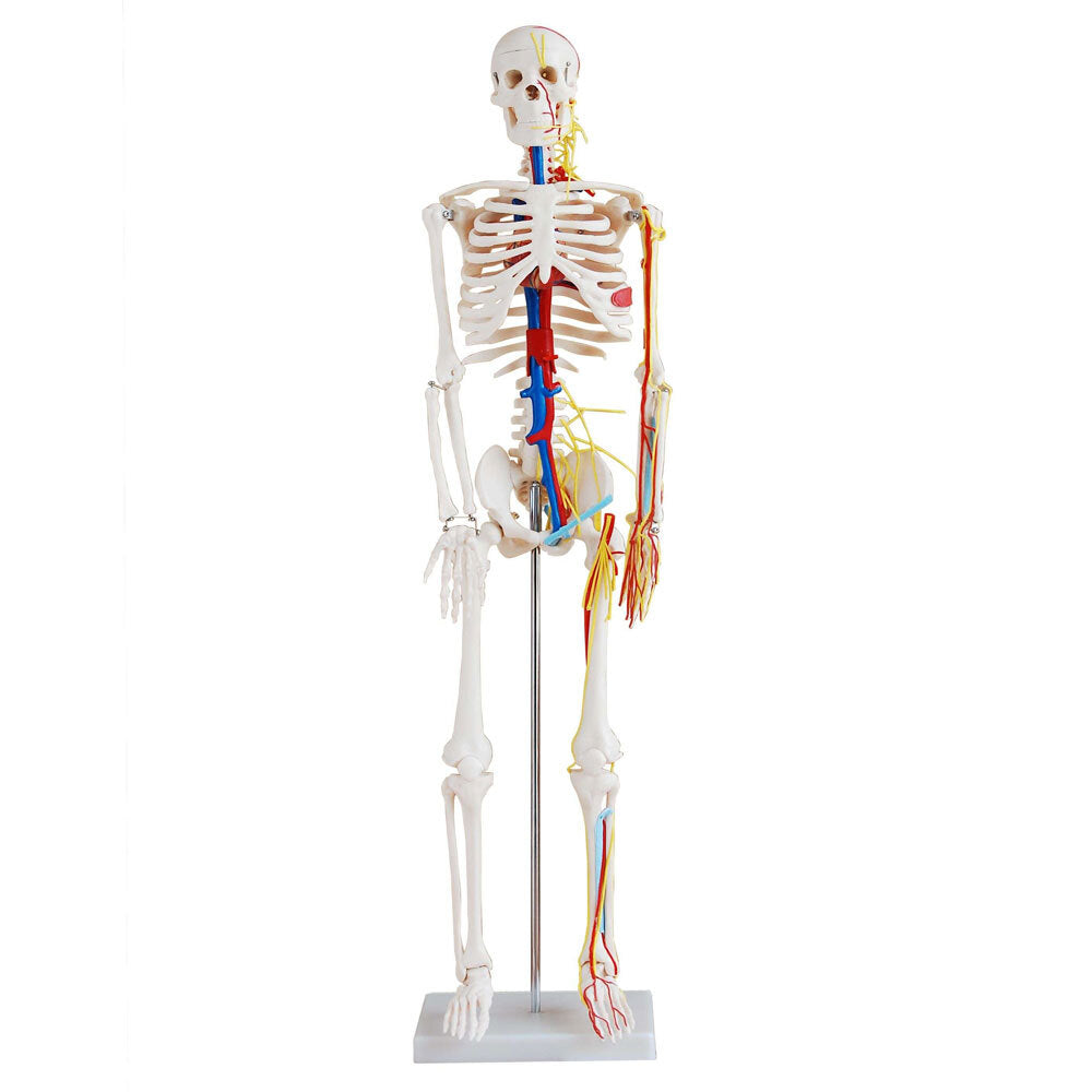 Modèle de squelette 84cm avec vaisseaux sanguins - base en plastique