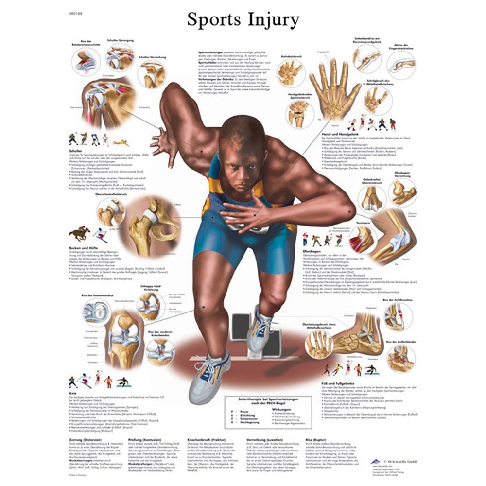 Sports Injuries Chart, English Laminated
