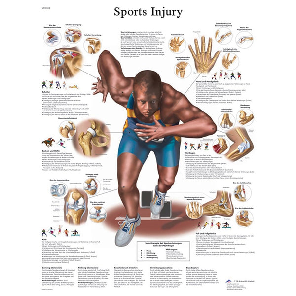 3B Scientific Sports Injuries Chart - Lierre.ca