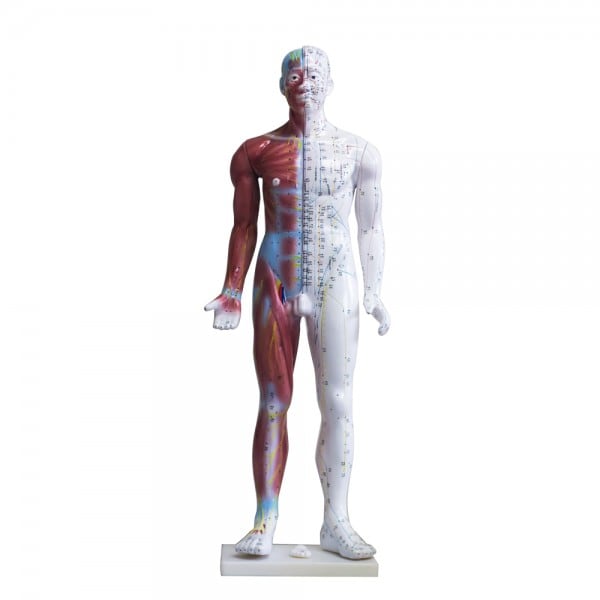 Acupuncture Human Model 33"