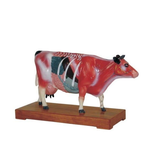 Cow Acupuncture Model
