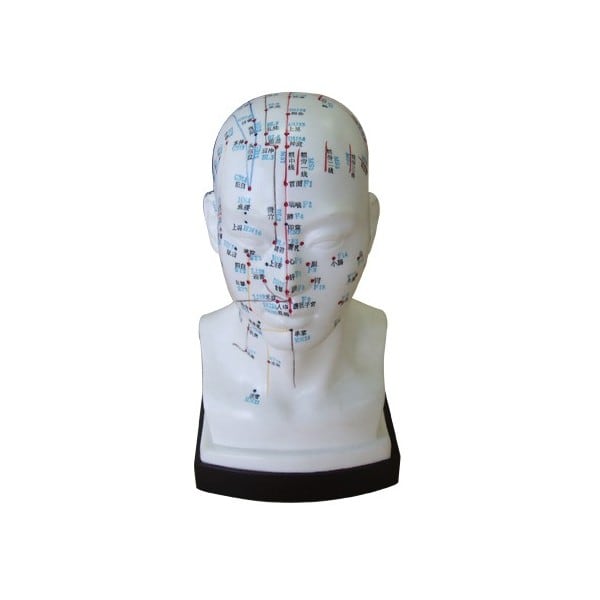 Head Model 20cm