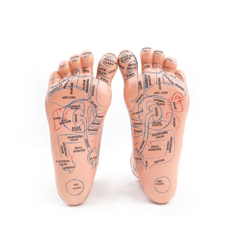 Foot Acupuncture Model soft